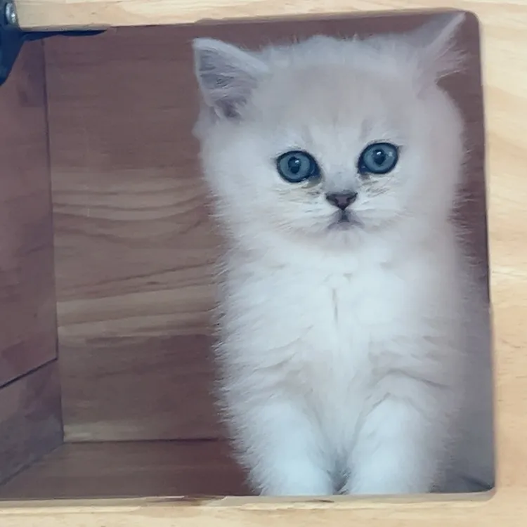 【紫博宠物】699   四选一   