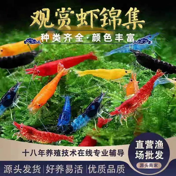观赏虾活体宠物工具虾淡水除藻虾樱花虾极火虾黄金米虾水晶虾红虾
