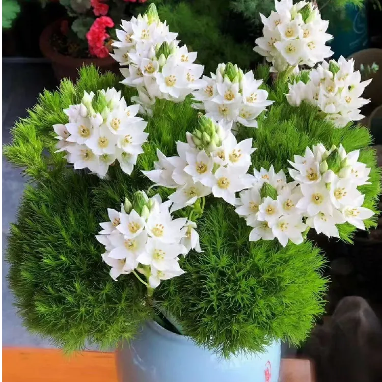 【买二送一】雀梅 鲜切花 超长待机 产地直发产品  好养护！