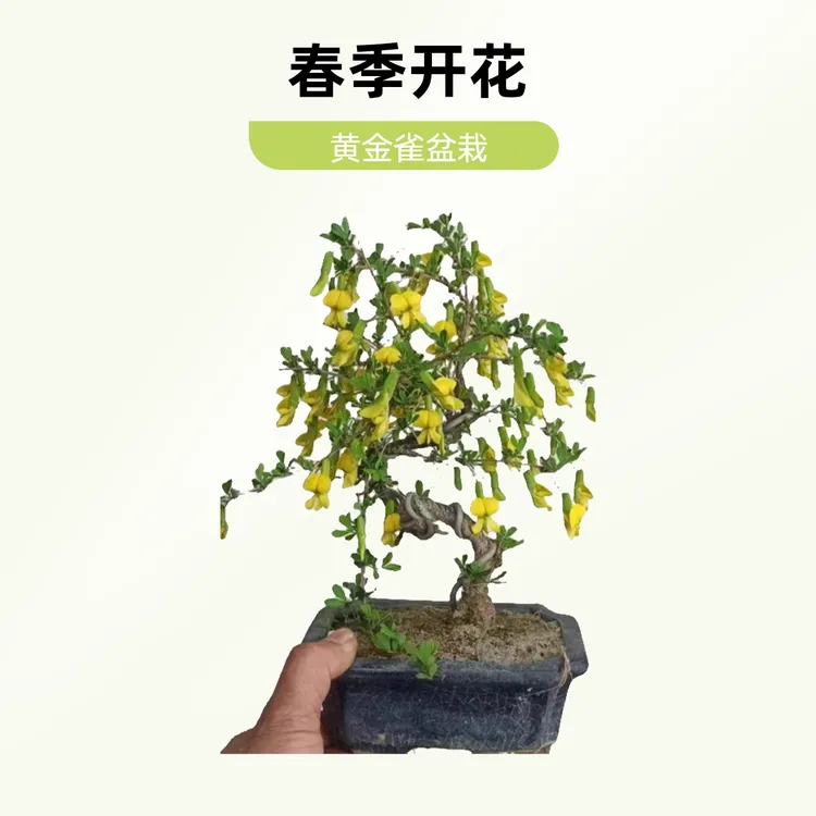 直播间黄金雀盆栽南雀S型造型耐热耐寒花卉盆栽盆景春季开花素材