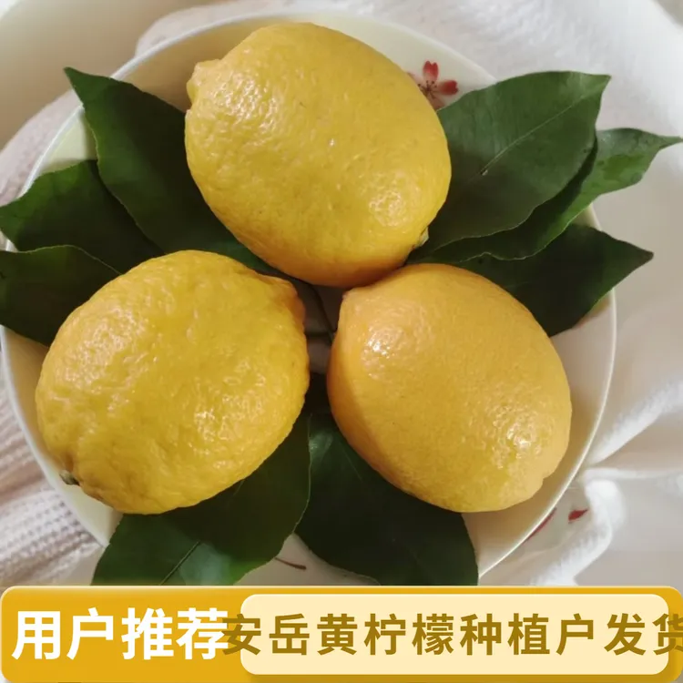 新鲜当季黄柠檬多汁酸爽皮薄果香浓郁水果新鲜黄柠檬