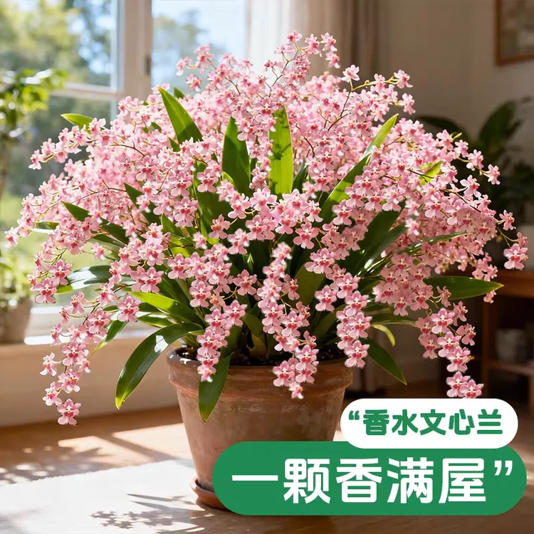 【10到15花剑】文心兰【光宗粉】梦香兰文心兰开花又香味室内桌面植物
