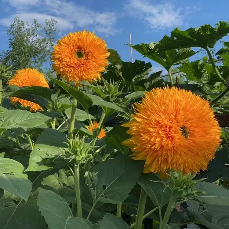 肆时花园自种玩具熊向日葵种子