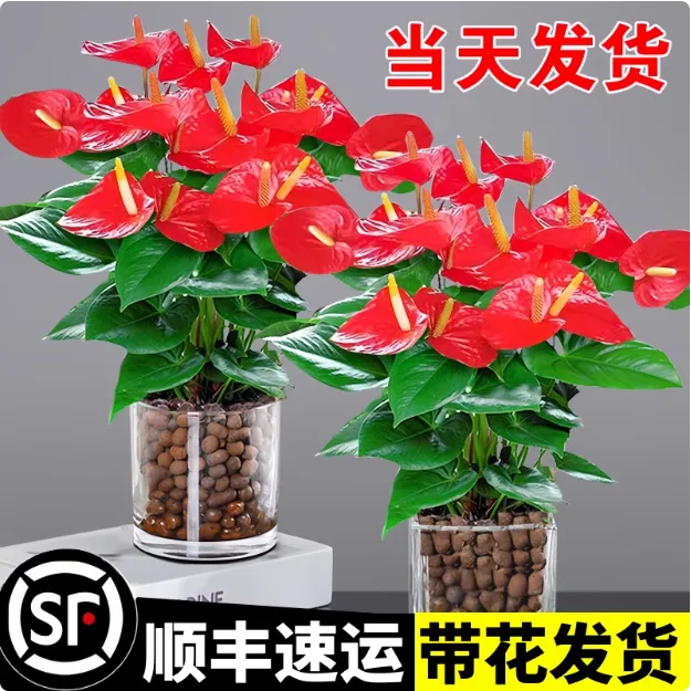 红掌盆栽鸿运当头室内花净化空气办公室一帆风顺绿植白掌水培植物