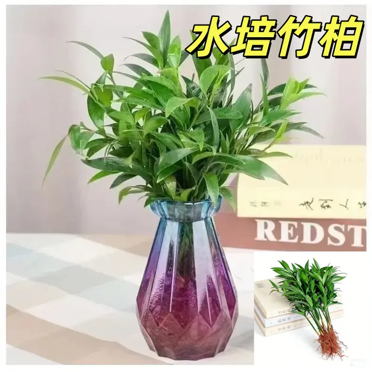 水培竹柏水养植物盆栽绿植水培土培植物客厅阳台室内四季常青植物商品图