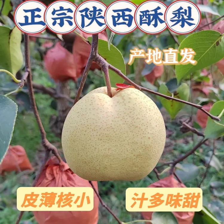 正宗陕西蒲城酥梨新鲜现摘当季水果皮薄酥脆多汁