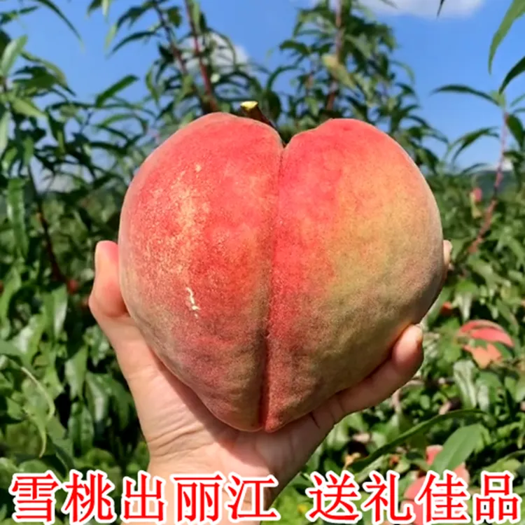 【顺丰包邮】正宗丽江雪桃鲜桃国宴桃脆甜多汁超6-12个大果礼盒装