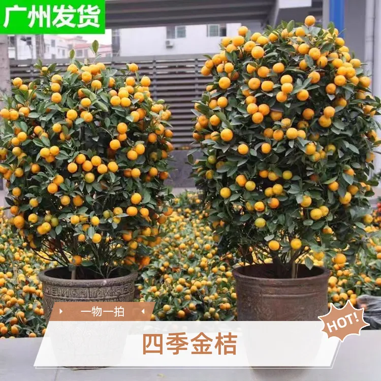 四季桔树盆栽室内室外金桔树苗【挂果发货】直播间一物一拍