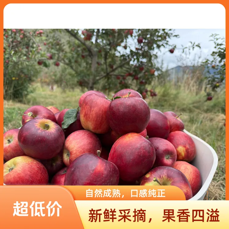 西藏林芝本地苹果 