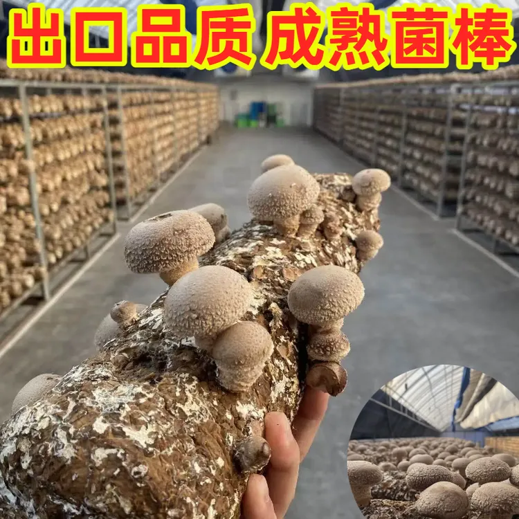 【出口品质】香菇居家自种蘑菇一根-喷水就出