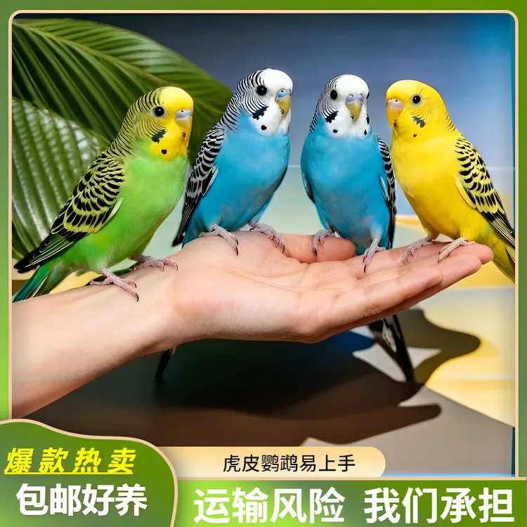 手养虎皮鹦鹉活体宠物鸟亲人易上手适合家养可繁殖观赏幼鸟