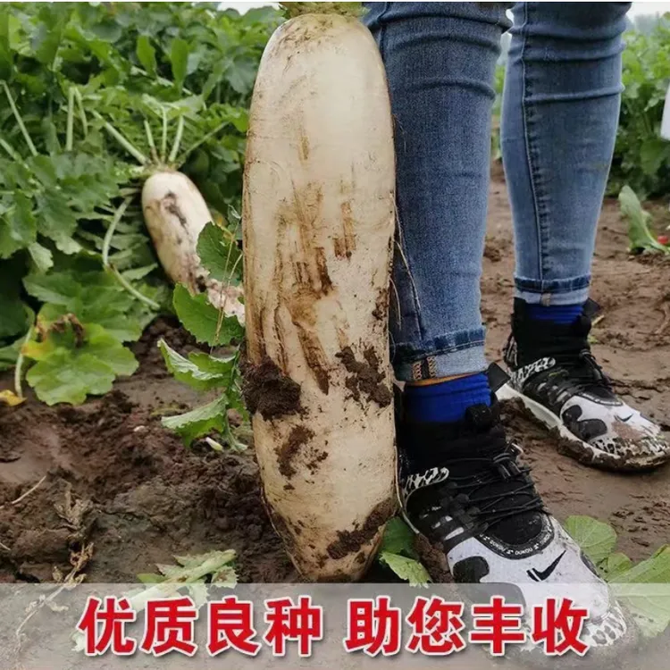 【耐热耐寒九斤王白萝卜种子】蔬菜种不空心春不老种特大四季秋萝卜