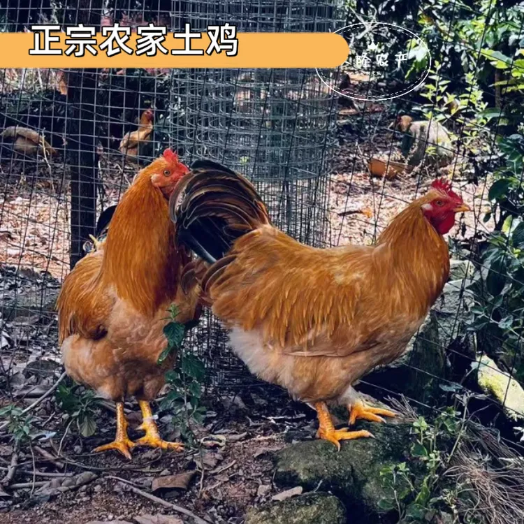 【新鲜现宰】广东正宗农家散大扇鸡土鸡阉鸡太监鸡走地鸡