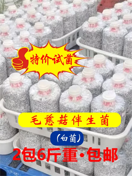 毛慈菇伴生菌（白菌）（特价试菌，2包6斤重）