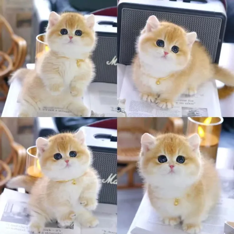 【柒柒家猫】活体宠物纯种包健康有保障VVI