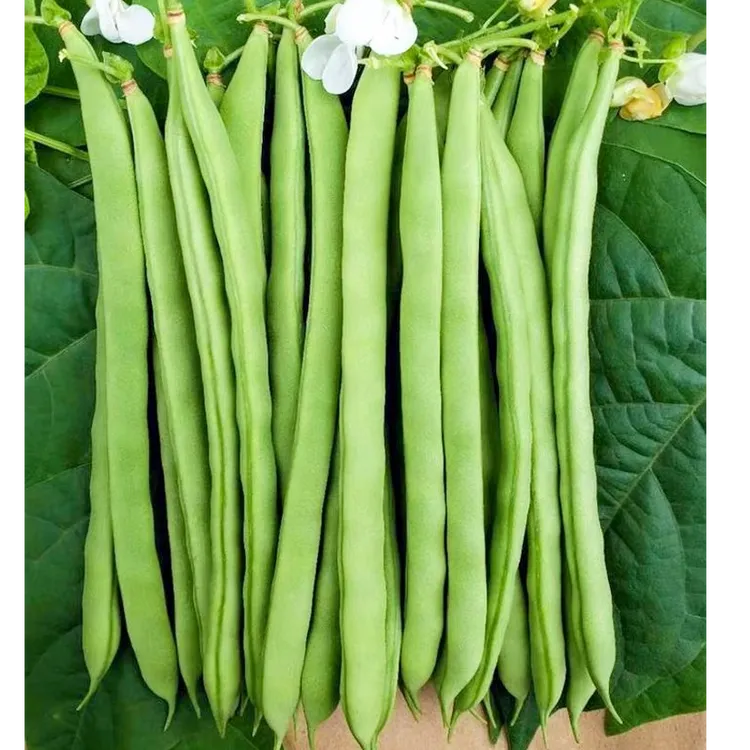 【四季豆】云南四季豆小金豆新鲜现摘露天种植当季农家时令蔬菜带箱
