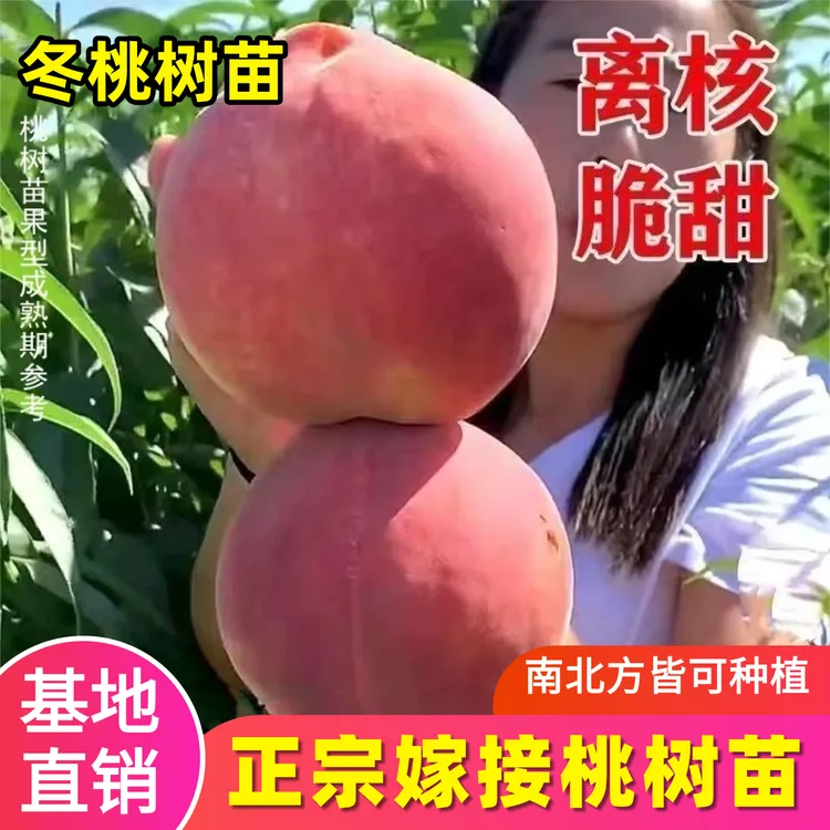【新苗上市】嫁接桃树冬桃苗血桃苗南北方种植盆栽地栽阳台庭院种植商品图