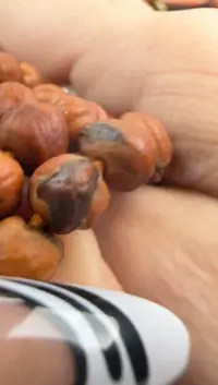 柏香籽/百香籽手串百香籽