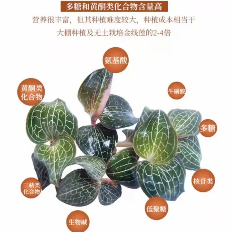 福建南靖土楼原产地特色金线莲鲜品产品金线莲美食炖鸡现摘新鲜