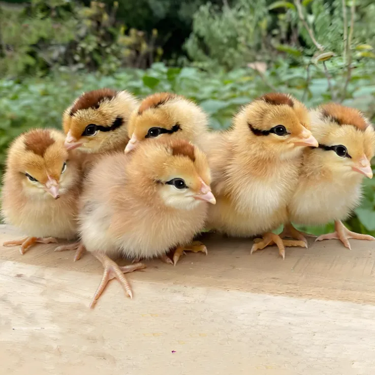 宠物清远麻鸡苗40只送5只路损绿壳蛋鸡土鸡苗批发公鸡母鸡
