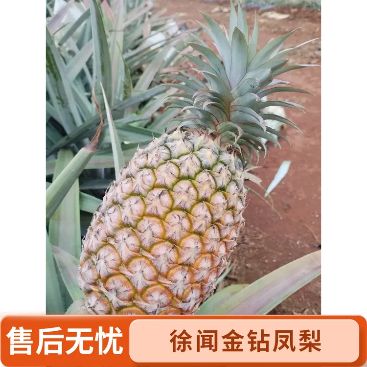 徐闻金钻凤梨自家果园现摘现发树上自然熟果肉香甜多汁包邮到家