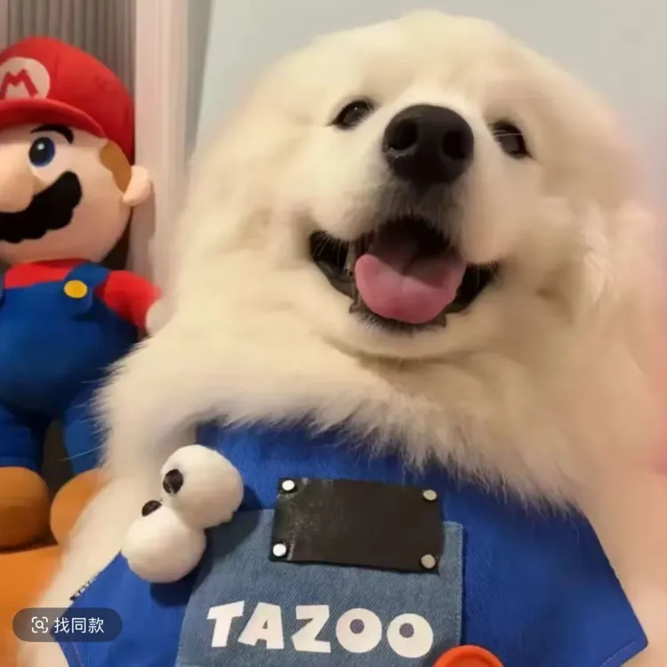 (小黄人萌宠）狗狗活体链接