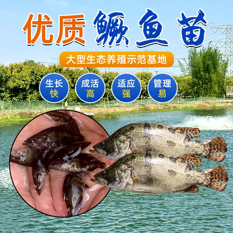 鳜鱼苗桂花鱼苗桂鱼苗淡水养殖食用路亚鱼苗季花鱼大眼鳜鱼苗活体