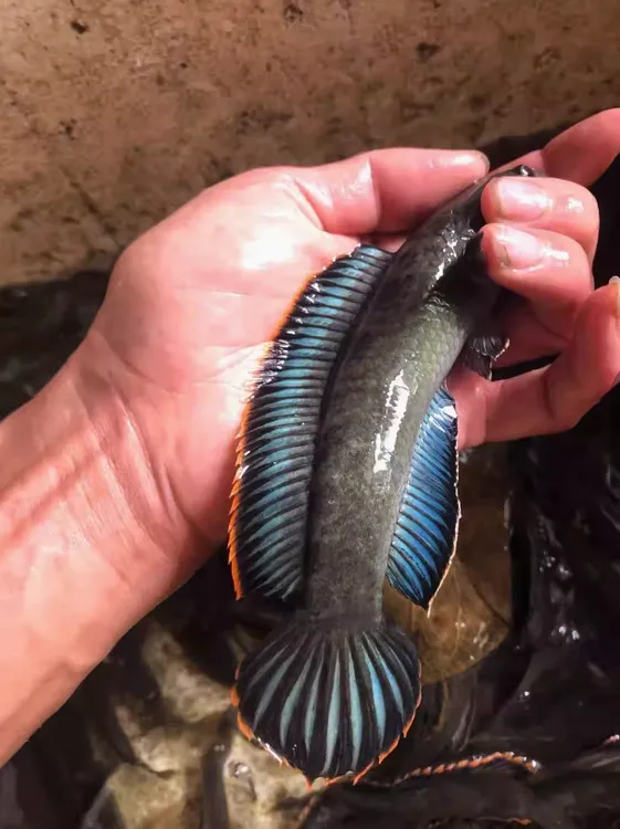 雷龙冷水鱼龙鱼观赏鱼彩虹精品原生南鳢雷龙鱼七彩淡水鱼凶猛雷龙