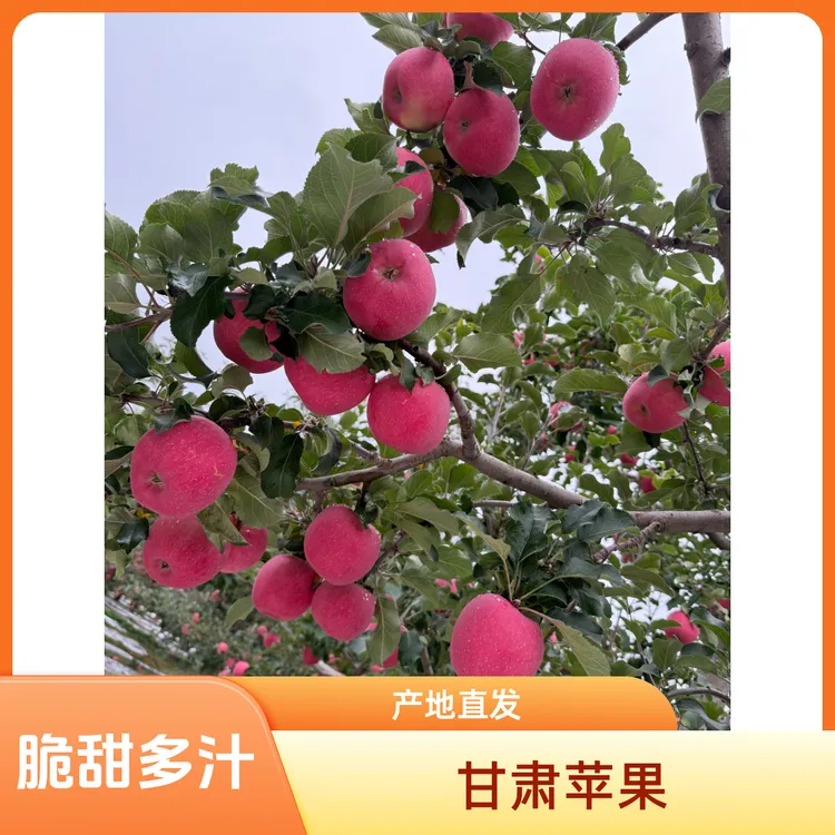 甘肃静宁苹果脆甜多汁红富士苹果
