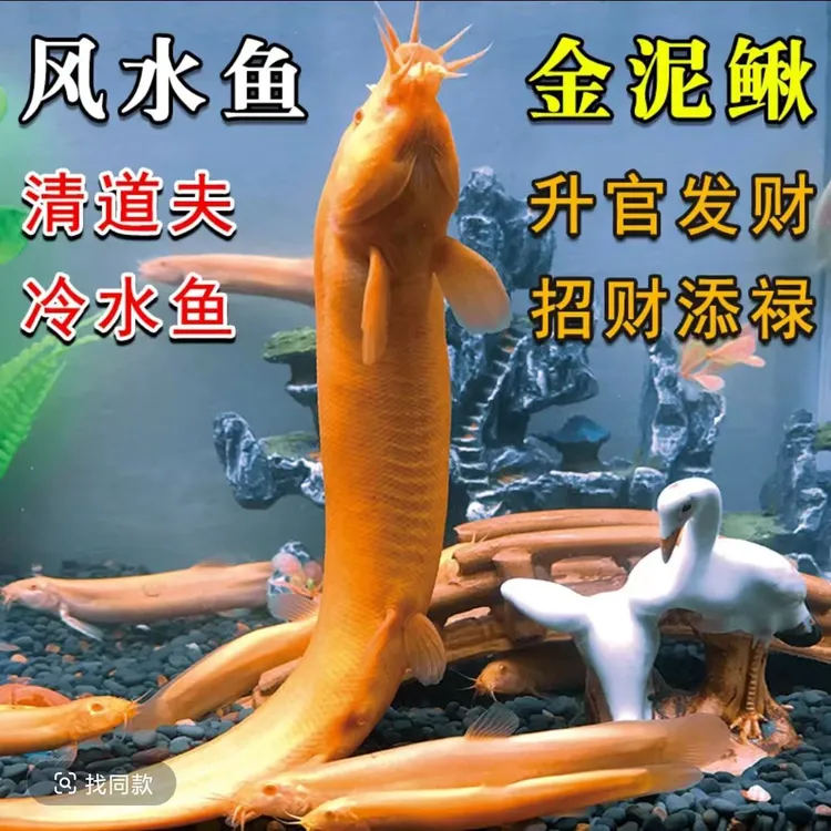 观赏鱼观赏黄金泥鳅清道夫好养冷水工具鱼好鱼缸清洁金鱼饲料耐活