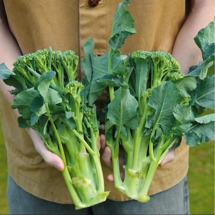 【西兰苔种子】西洋芥兰种籽芥蓝菜苔四季阳台盆栽西兰蓝花蔬菜子