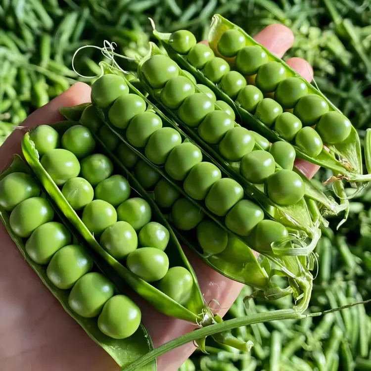 【水果甜豌豆种子】耐热耐寒秋播豌豆种子荷兰豆阳台盆栽小院种植