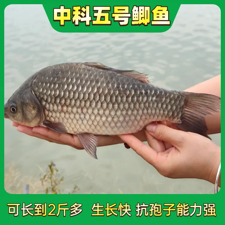 活体鲫鱼快大种中科5号鲫鱼大板鲫麻鲫观赏淡水冷水鱼渔场直发