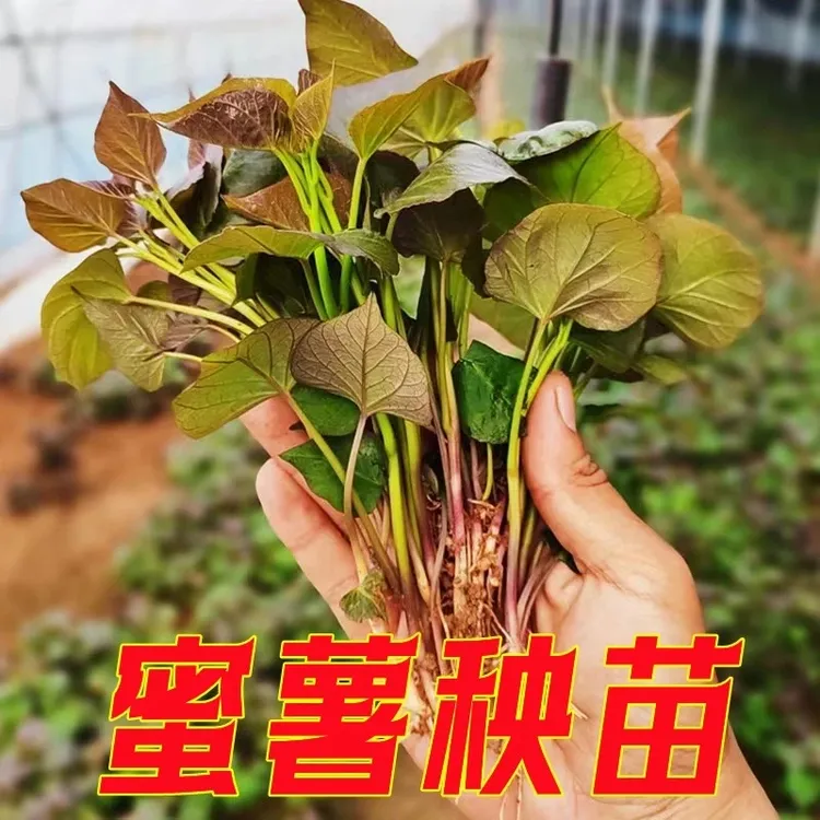 红心黄心流油红薯蜜薯种球花卉盆栽地瓜苗子yz商品图