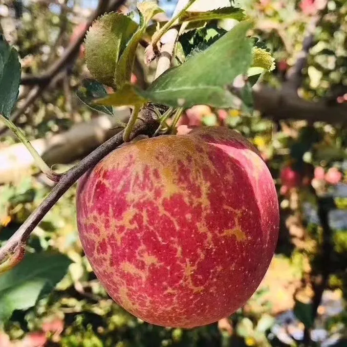 【大凉山丑苹果】冰糖心 脆甜多汁 果味浓郁 新鲜现采现发