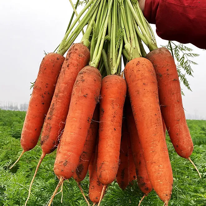 正宗沙地脆嫩甜胡萝卜新鲜现挖带土发货