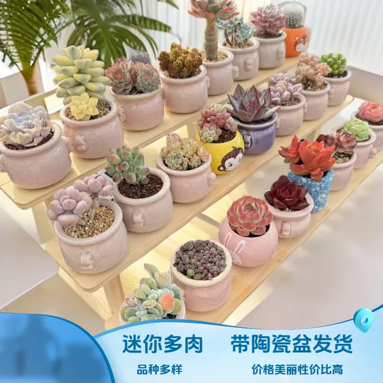 迷你小彩色多肉植物种植套装峨眉山小菠萝冰玉群红太阳多肉盆栽