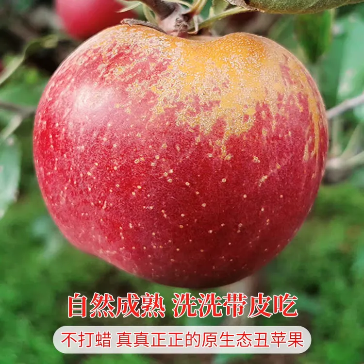好吃原产现摘云南昭通丑苹果甜脆冰糖心营养新鲜水果昭通丑苹果