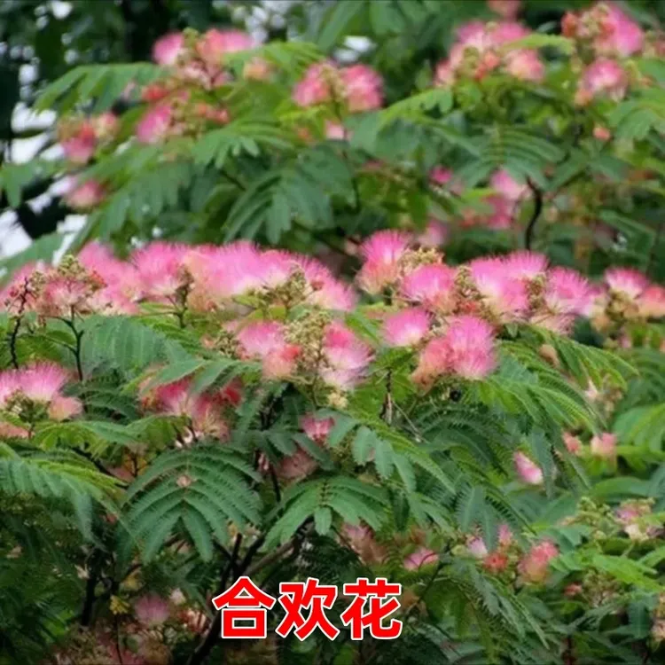 庭院耐寒花树合欢花树苗香水合欢花卉金合欢中华合欢树正宗盆栽