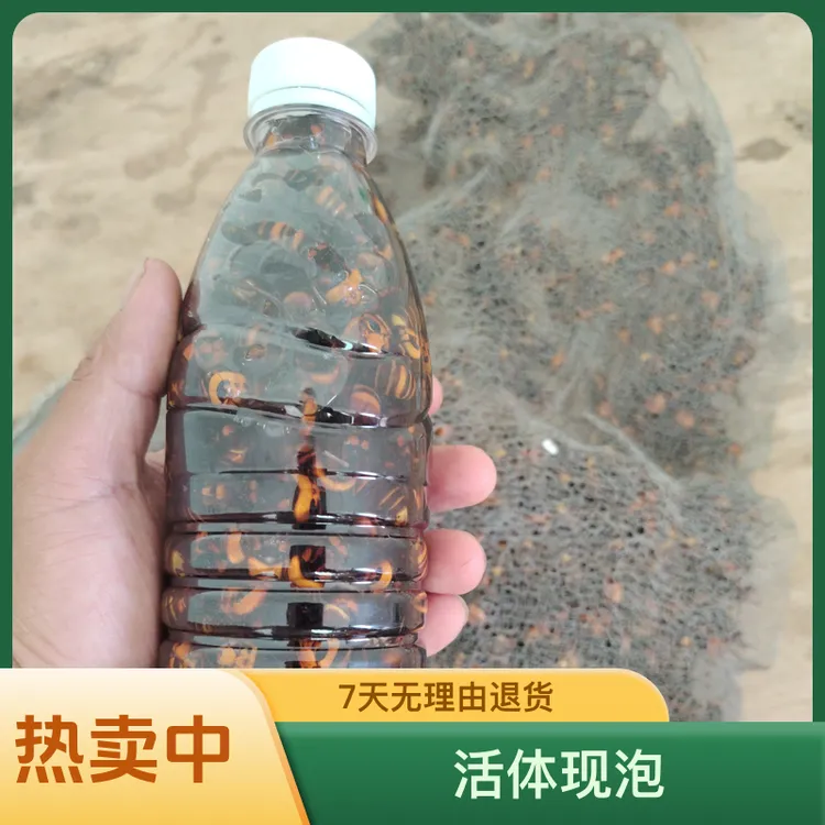 活体现泡金环虎头蜂泡8+1  