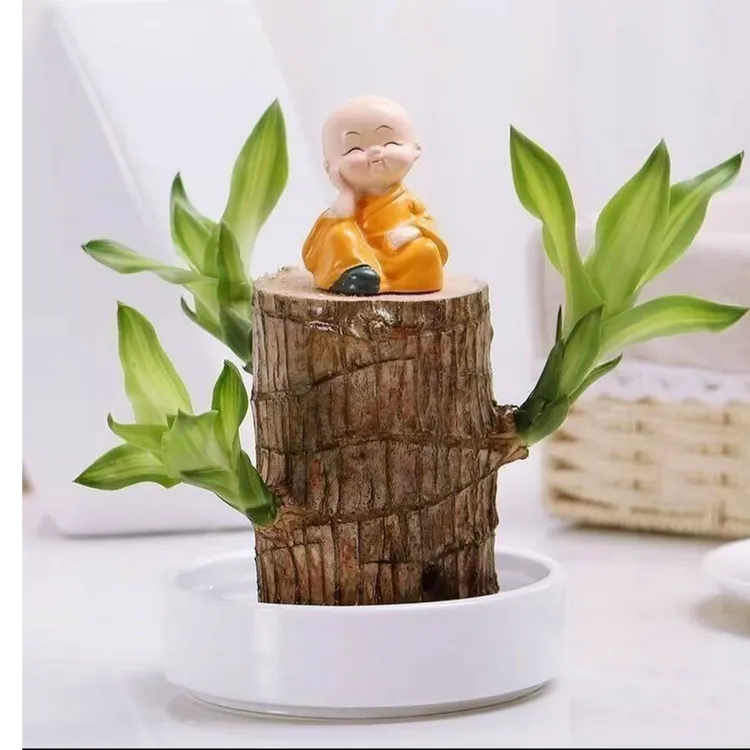 【带芽】巴西木桌面绿植办公室绿植精品带芽发货