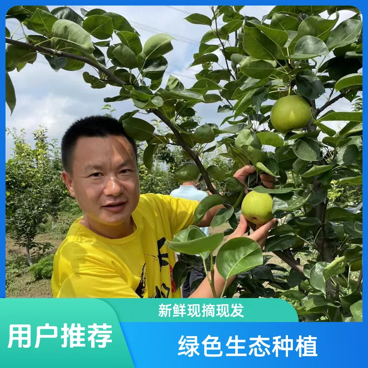 【现菜现发】新鲜当季翠冠梨翠玉脆甜多汁爽口水果农家肥种植