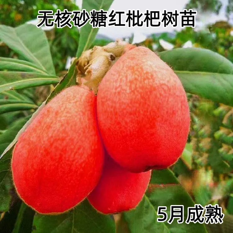 嫁接无核砂糖红枇杷果树苗南北方庭院四季种植地栽盆栽枇杷果树苗