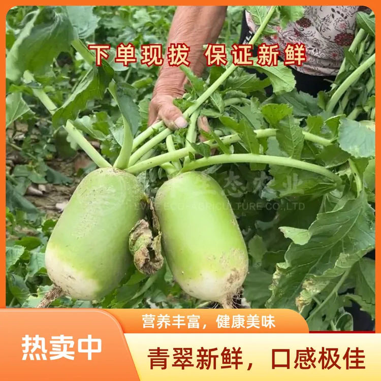 蔬菜萝卜生吃当季开胃解腻下饭开胃佐餐必备香脆爽口咸菜农产品