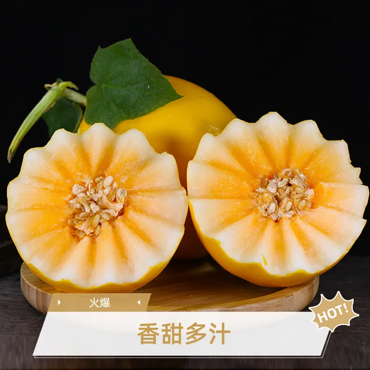 【产地直发】甘肃民勤沙漠蜜瓜金红宝现摘现发