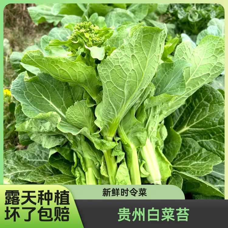 2025年冬季蔬菜新鲜贵州本地白菜苔菜心时令蔬菜