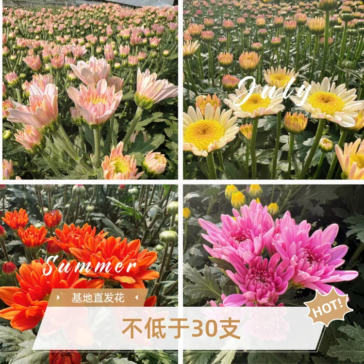 云南基地小菊3扎包邮（下单备注）花期长居家办公花店
