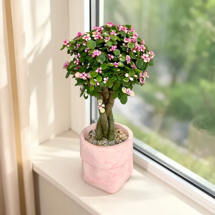 【喜阳】金枝玉叶盆栽造型办公室桌面耐旱绿植懒人好养易活多肉植物