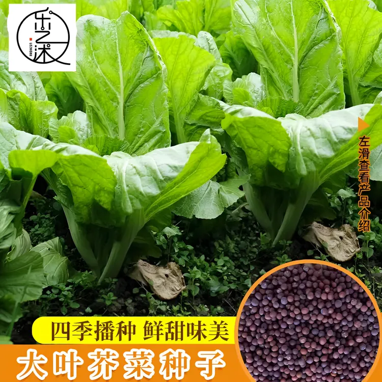 【大叶甜芥菜种子】家庭阳台小院盆栽地栽四季种植