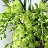 【绿精灵】大花蕙兰 带盆 室内客厅好养易活花卉兰花